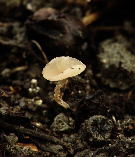 jahňadka Ciboria sp.