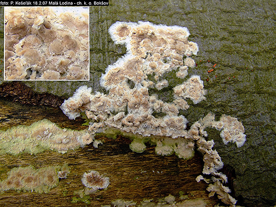 pukavec rozložitý Cylindrobasidium evolvens (Fr.) Jülich