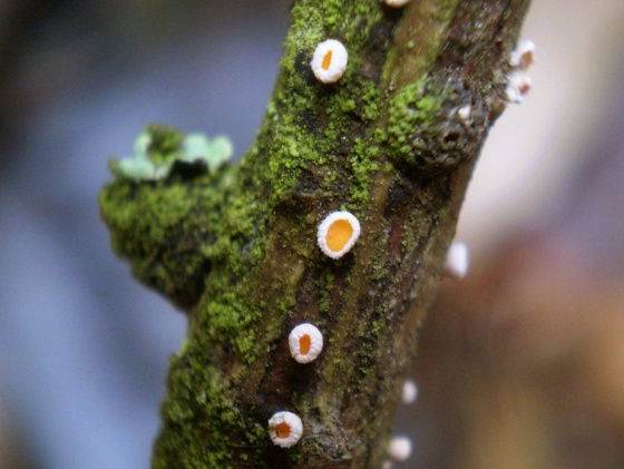 vlnuška neškodná  Lachnellula occidentalis (G.G. Hahn & Ayers) Dharne