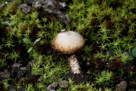 stopkovec zimný Tulostoma brumale Pers.