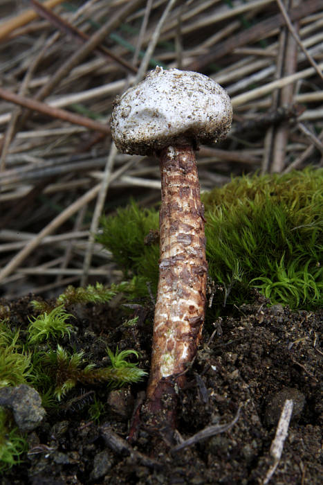 stopkovec vláknitý Tulostoma fimbriatum Fr.