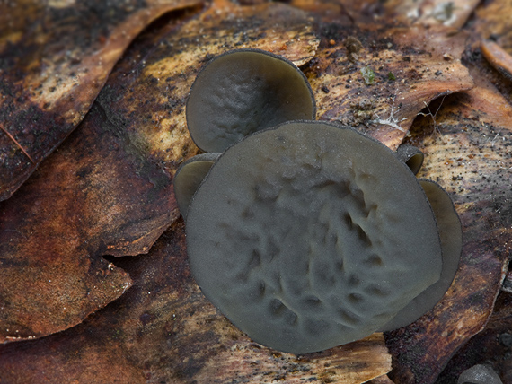 jahňadka smreková Rutstroemia bulgarioides (P. Karst.) P. Karst.