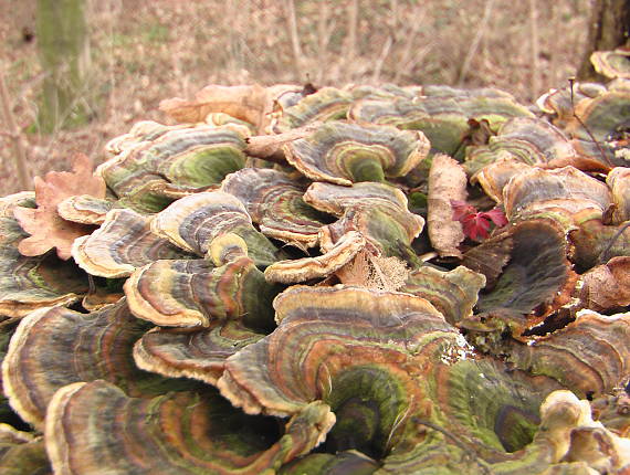 trúdnikovec pestrý Trametes versicolor (L.) Lloyd