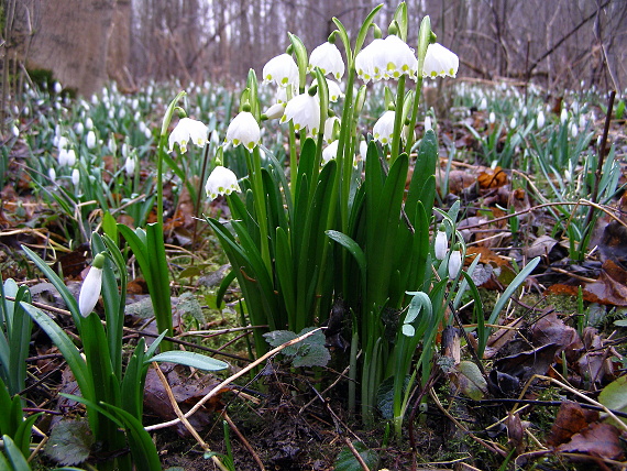 bleduľa jarná a snežienka jarná  Leucojum vernum a Galanthus nivalis