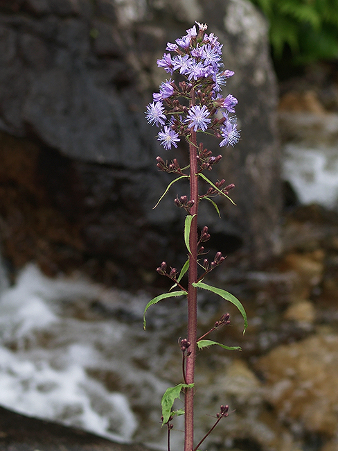 mliečivec alpínsky Cicerbita alpina (L.) Wallr.