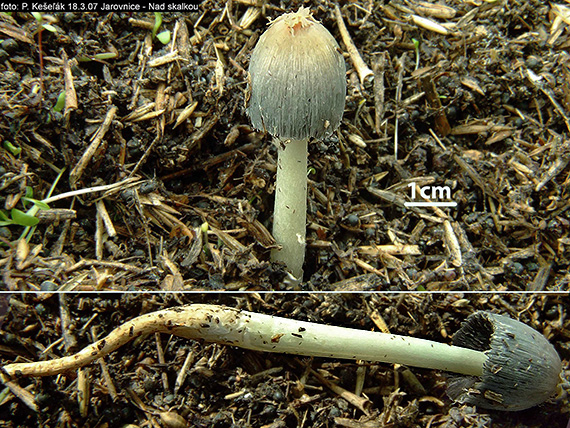 hnojník Coprinus annuloporus Enderle