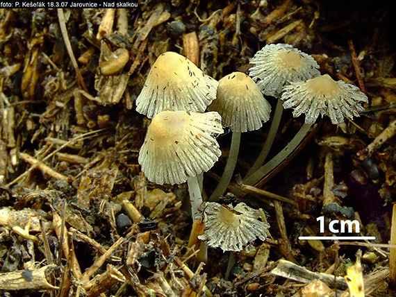 hnojník Coprinus sp.