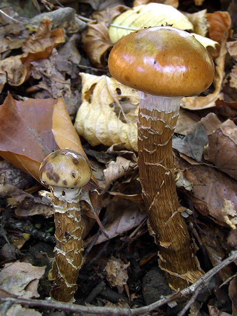 pavučinovec olivovozelenkavý Cortinarius subolivaceus Bidaud, Moënne-Locc. & Reumaux