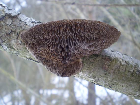 sieťkovček červenkastý Daedaleopsis confragosa (Bolton) J. Schröt.