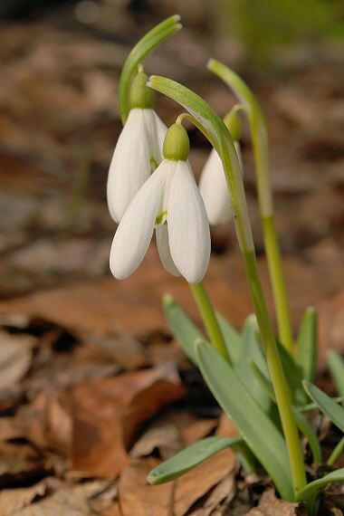 snežienka Galanthus nivalis L.