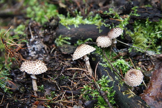 bedla černošupinatá Lepiota felina (Pers.) P. Karst.