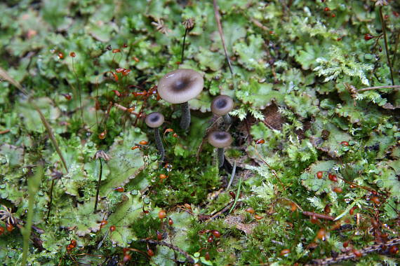 kalichovka uhlová Myxomphalia maura (Fr.) Hora