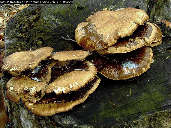 hliva ustricovitá Pleurotus ostreatus (Jacq.) P. Kumm.