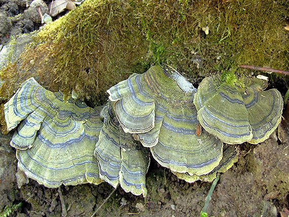 trúdnikovec pestrý Trametes versicolor (L.) Lloyd