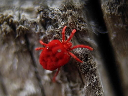 roztočník červený  Trombidium holosericeum