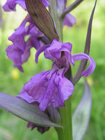 vstavačovec Dactylorhiza sp.