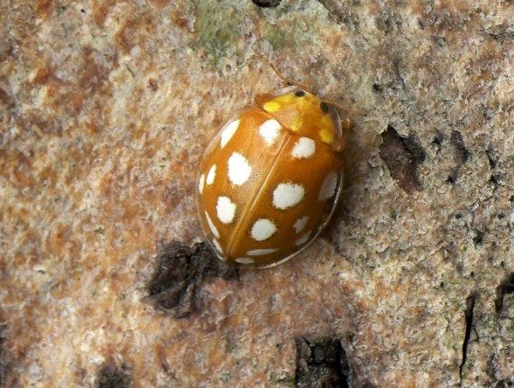 lienka Halyzia sedecimguttata Linnaeus, 1758