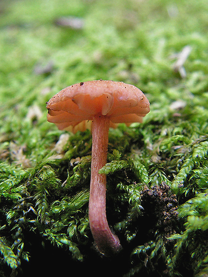 lakovka Laccaria sp.