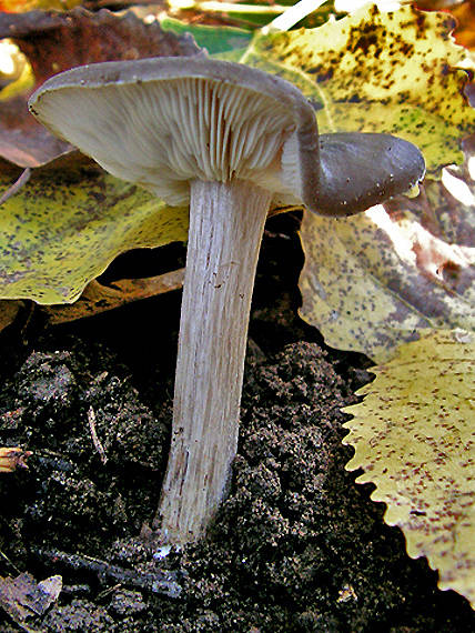 tmavuľka? Melanoleuca sp.?