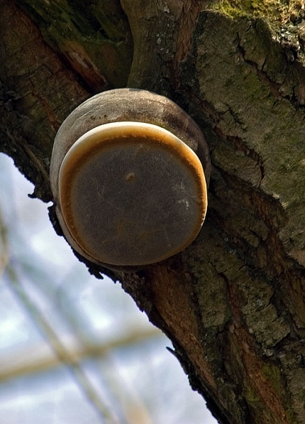 ohňovec obyčajný Phellinus igniarius (L.) Quél.