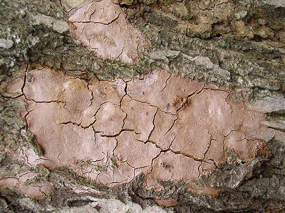 ohňovec Phellinus sp.