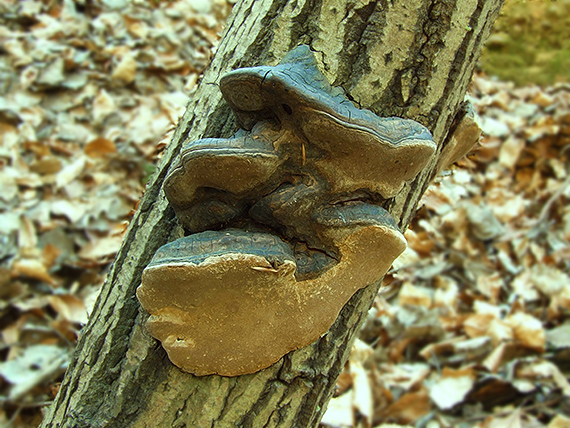 ohňovec osikový Phellinus tremulae (Bondartsev) Bondartsev & P.N. Borisov