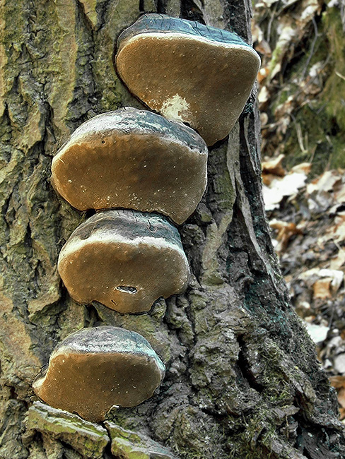 ohňovec osikový Phellinus tremulae (Bondartsev) Bondartsev & P.N. Borisov