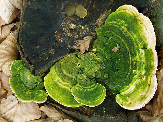 trúdnikovec hrbatý Trametes gibbosa (Pers.) Fr.