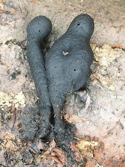 drevnatec kyjakovitý Xylaria polymorpha (Pers.) Grev.