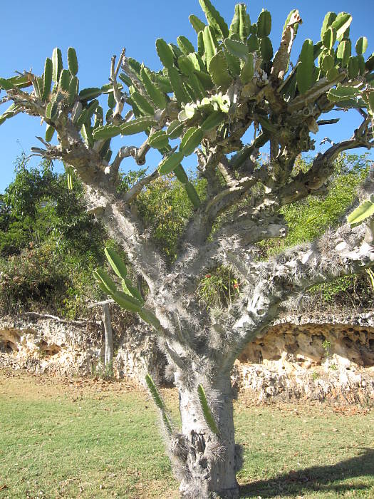 kaktus "senior" - Cuba