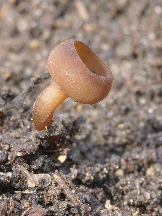 hľuznatka Dumontinia sp.