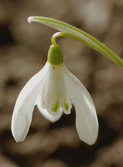 snežienka jarná Galanthus nivalis L.