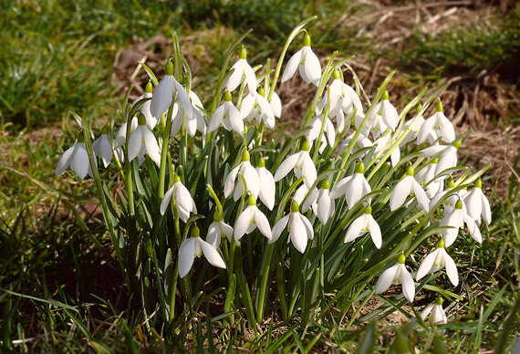 snežienka jarná Galanthus nivalis L.