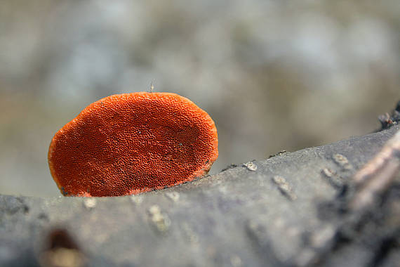 červenica rumelková Pycnoporus cinnabarinus (Jacq.) P. Karst.