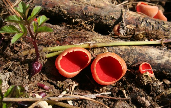 ohnivec šarlátový Sarcoscypha coccinea (Gray) Boud.