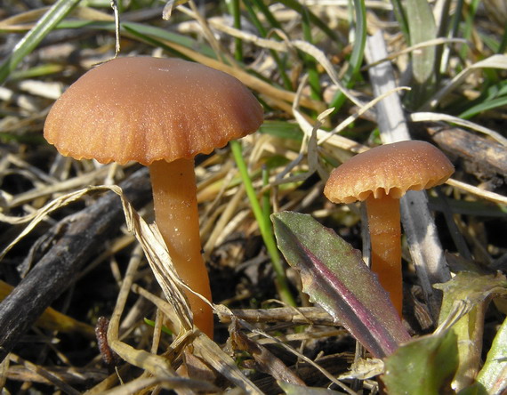 smeťovka Tubaria sp.