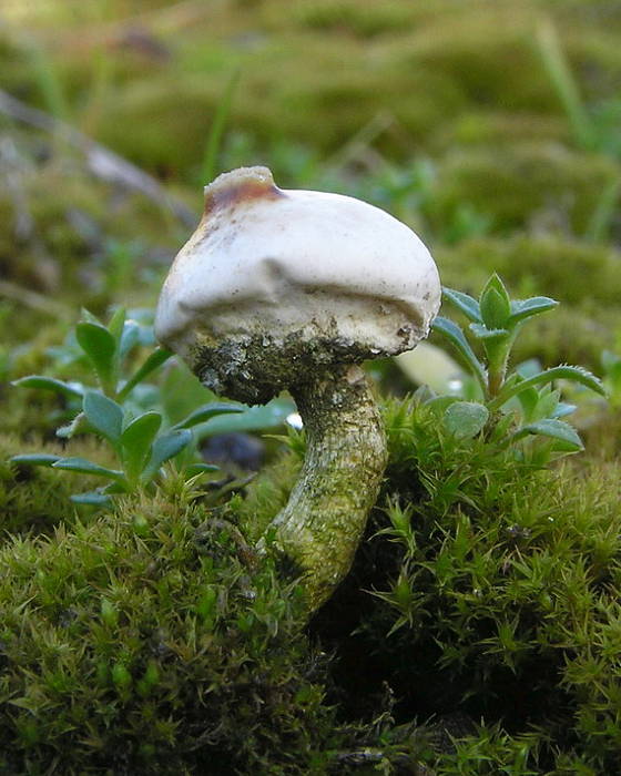 stopkovec zimný Tulostoma brumale Pers.