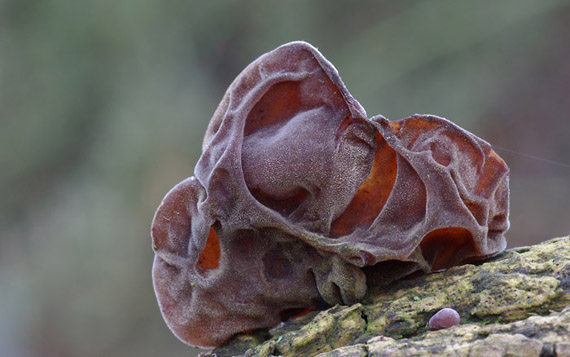 uchovec bazový Auricularia auricula-judae (Bull.) Quél.