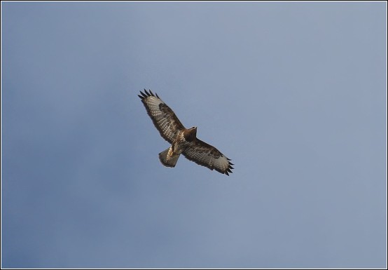 myšiak lesný Buteo buteo