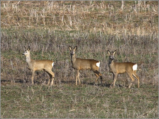 srnec lesný Capreolus capreolus