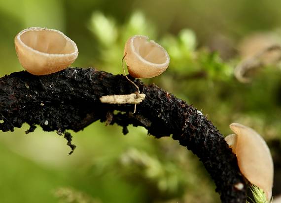 jahňadka obyčajná? Ciboria amentacea?