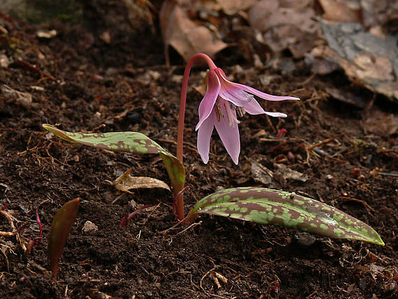 kandik psí Erythronium dens-canis L.