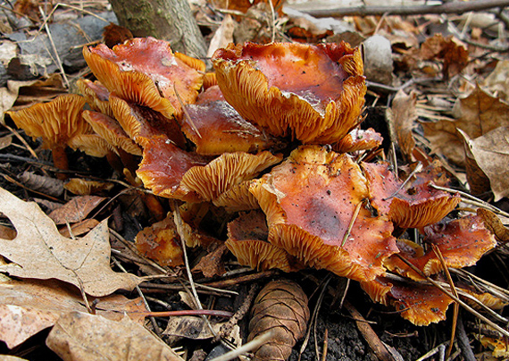 plamienka zimná Flammulina velutipes (Curtis) Singer