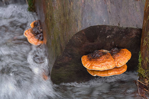 troudnatec pásovaný ? Fomitopsis pinicola ?