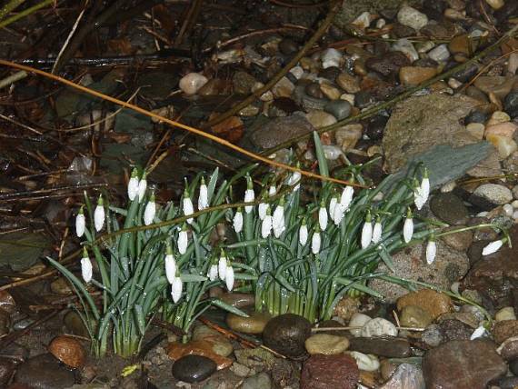 povzdych snežienok Galanthus nivalis L.