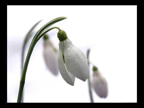 snežienka jarná Galanthus nivalis L.