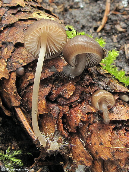 prilbička šišková Mycena strobilicola J. Favre & Kühner
