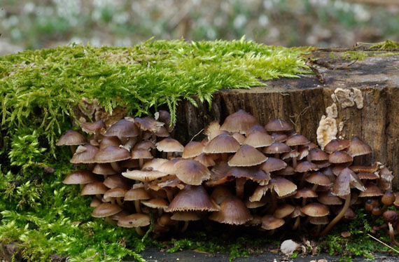 prilbička hnedosivá Mycena tintinnabulum (Paulet) Quél.