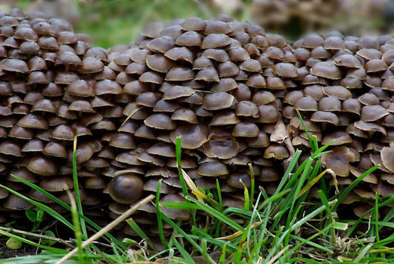 prilbička hnedosivá Mycena tintinnabulum (Paulet) Quél.