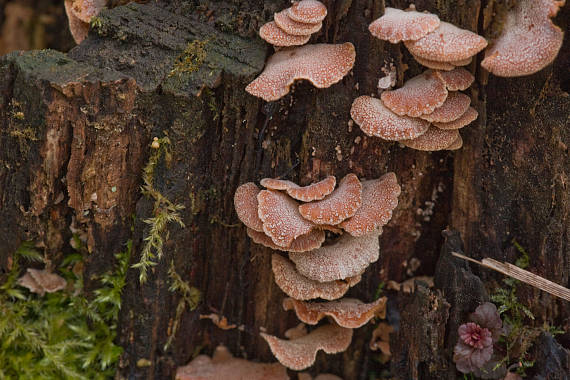 pňovka obyčajná Panellus stipticus (Bull.) P. Karst.